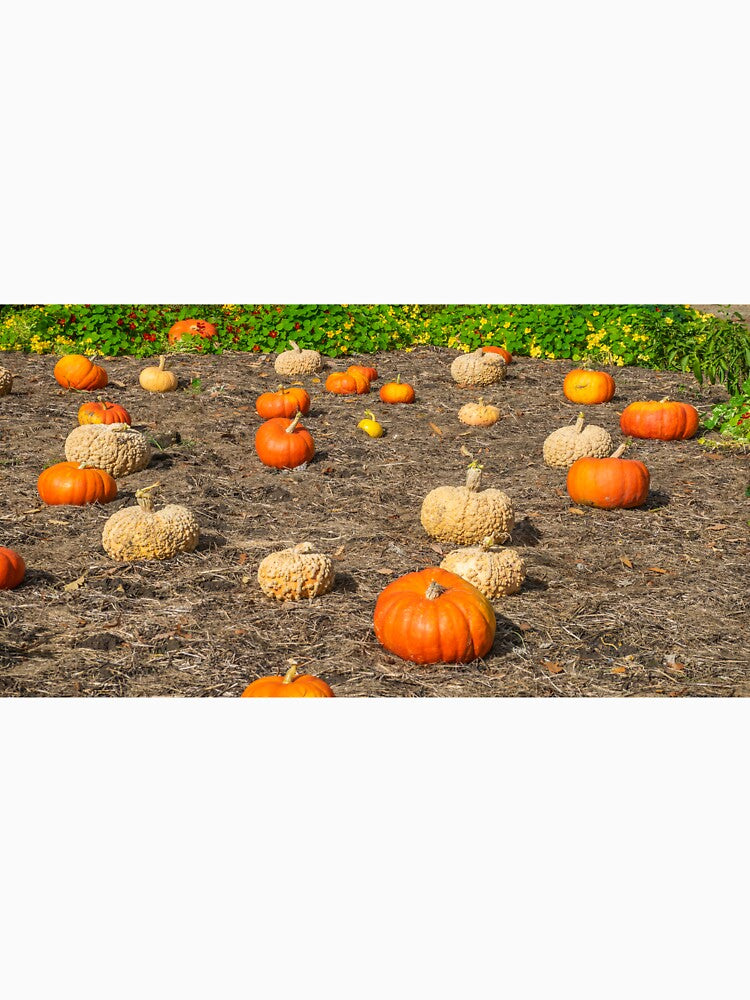 Pumpkin patch view by TDArtShop