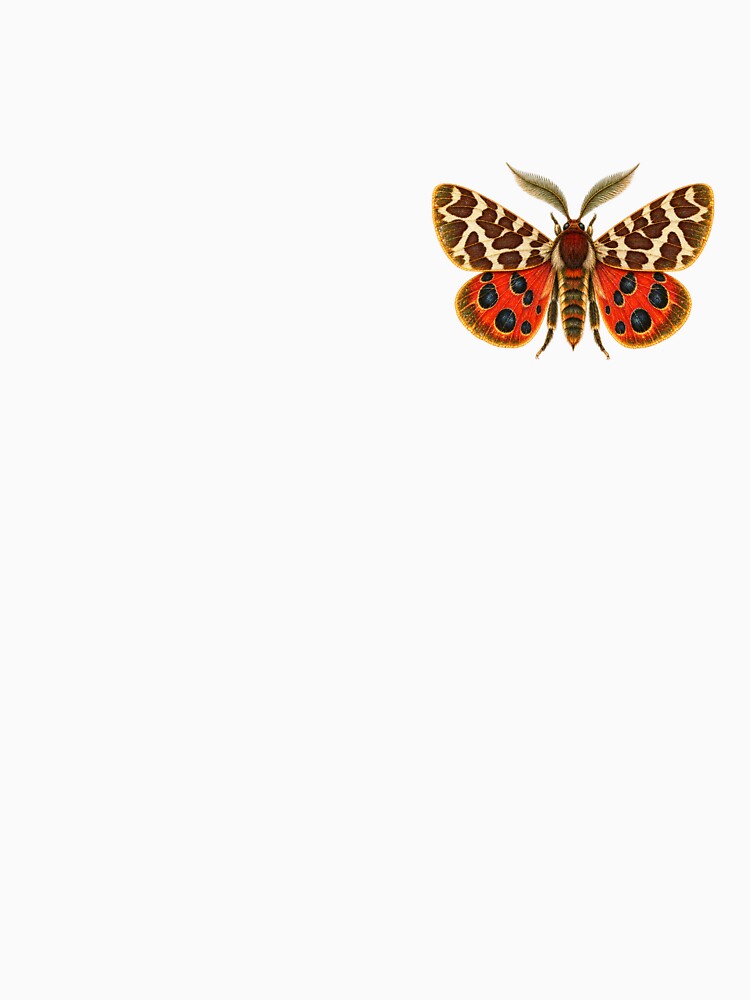 Garden Tiger Moth | Vintage Entomology Specimen Art | Moth Collector Gift by Brackenlume Studio