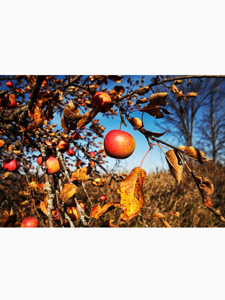 Ripe for Picking by Spring Reilly