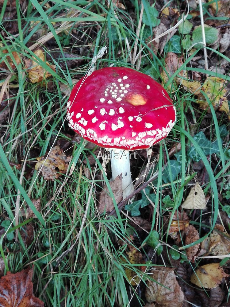 mushroom - toadstool by AidaArt