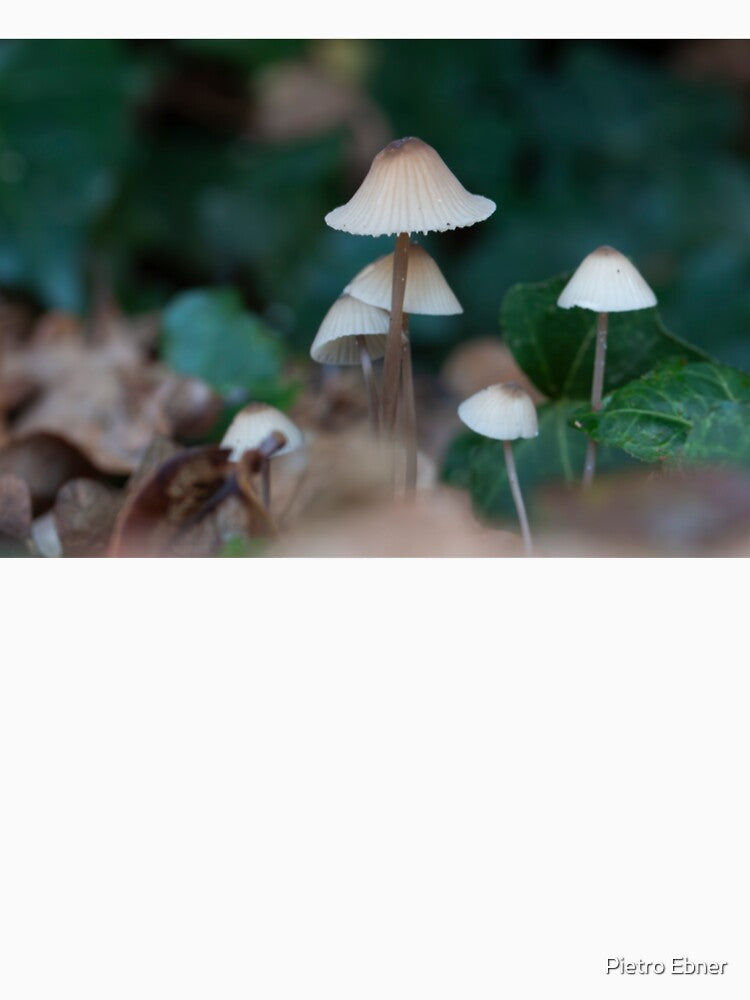 Small mushrooms by pietrofoto