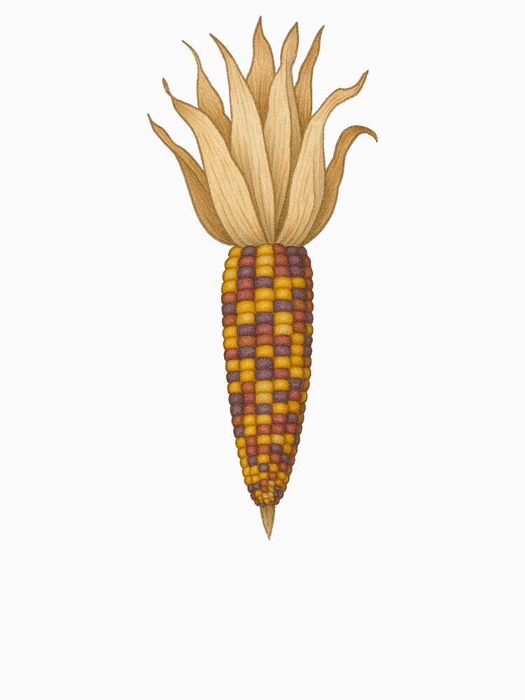 Indian Corn Harvest Illustration by Vendeloc