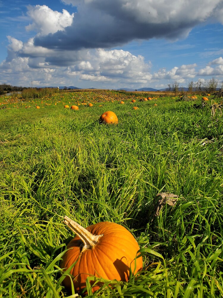 Field of Orange by ChatStroh