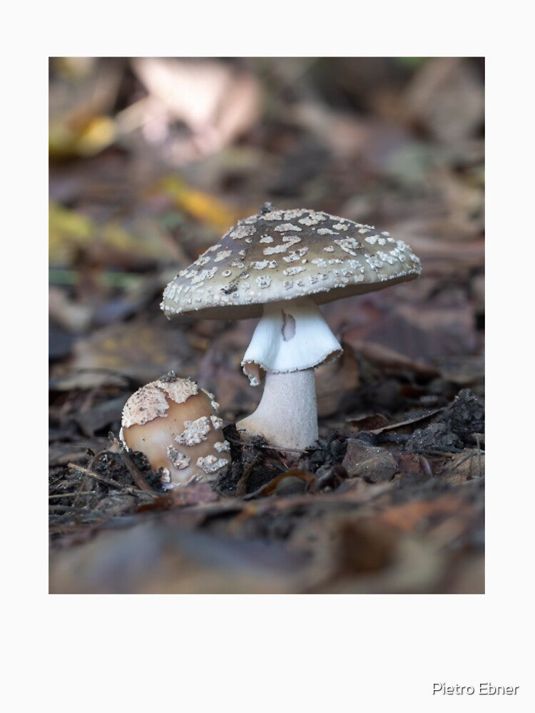 Mushrooms macro closeup by pietrofoto