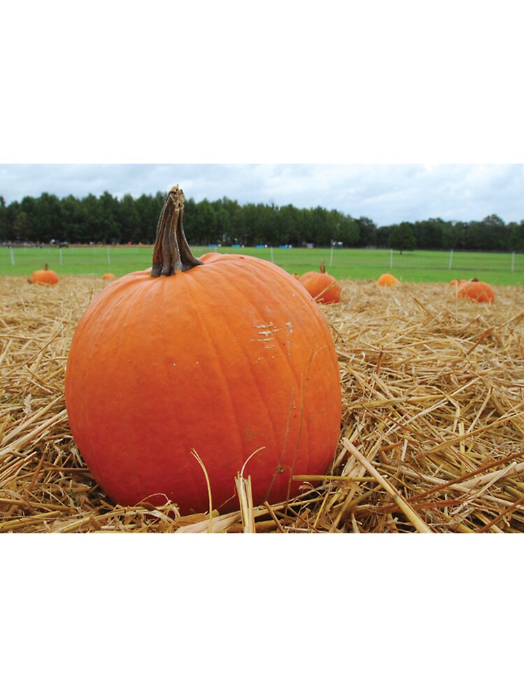 Pumpkin Patch by BravuraMedia