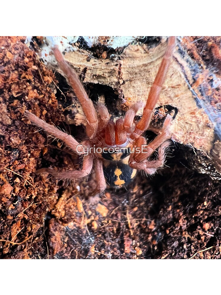 Hapalopus Colombia Pumpkin Patch Tarantula by CyriocosmusE