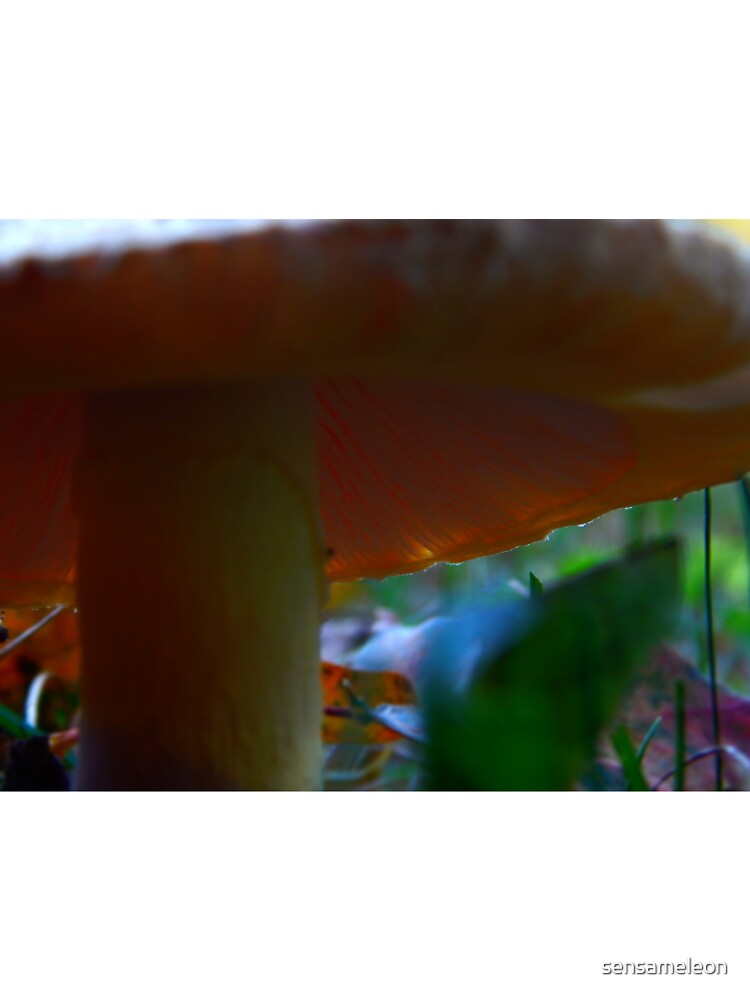 Mushroom Kingdom (1009) by sensameleon