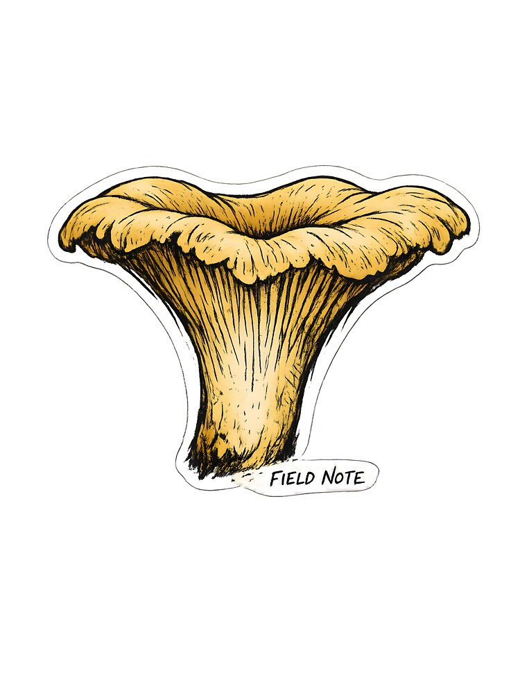 Chanterelle Field Note Hand Drawn Mushroom Illustration by Naviora