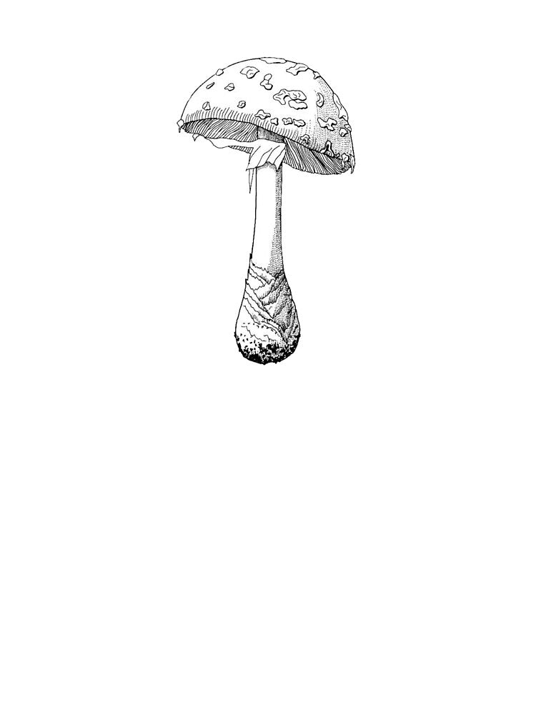 Mushroom Illustration, Fly Agaric by HawthorneFlame
