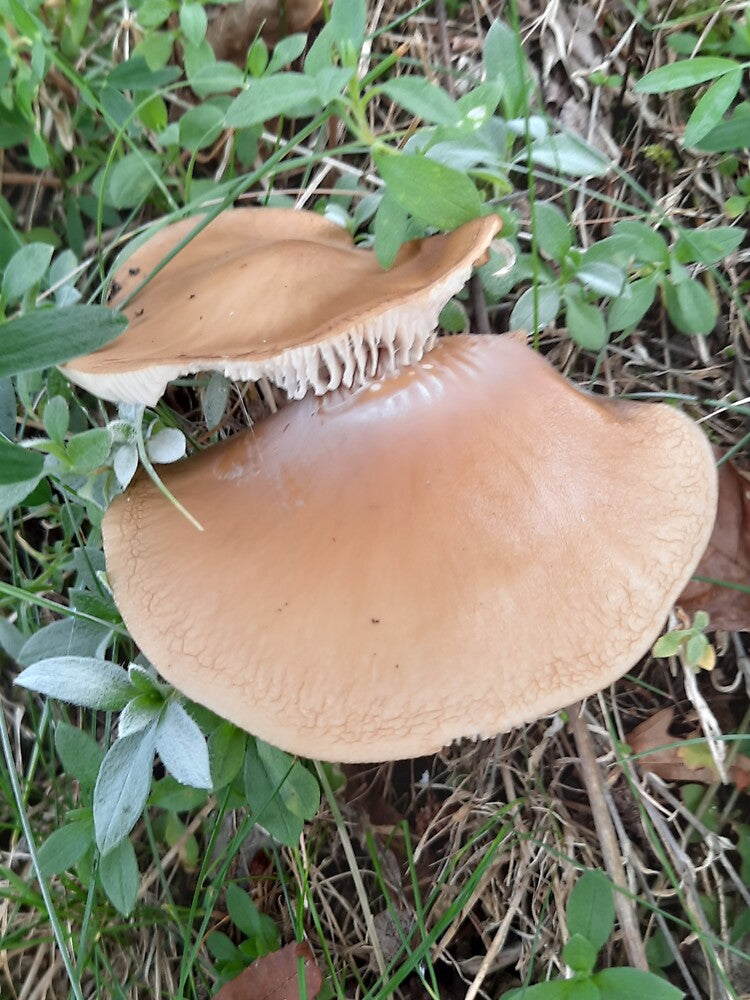 autumn mushroom by barbich