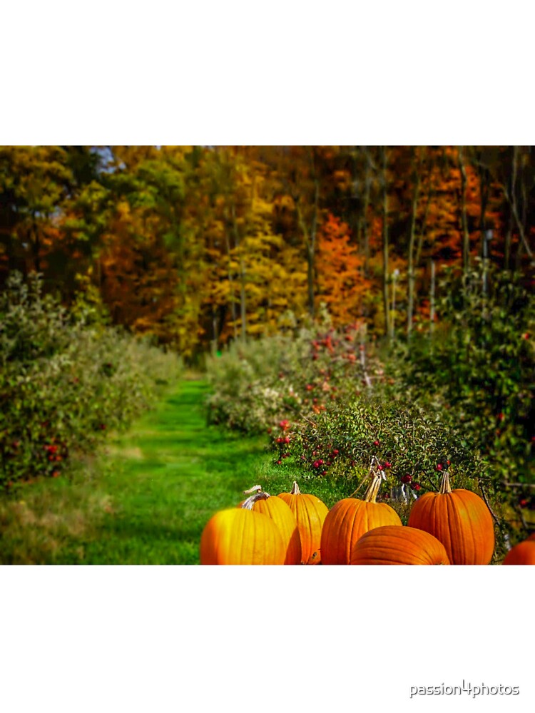 Pumpkin Patch by passion4photos