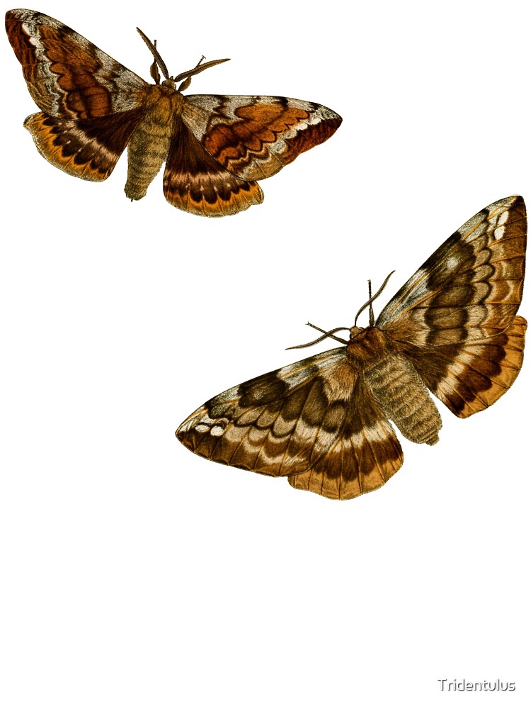 Lepidopterological Print: Moths by Tridentulus