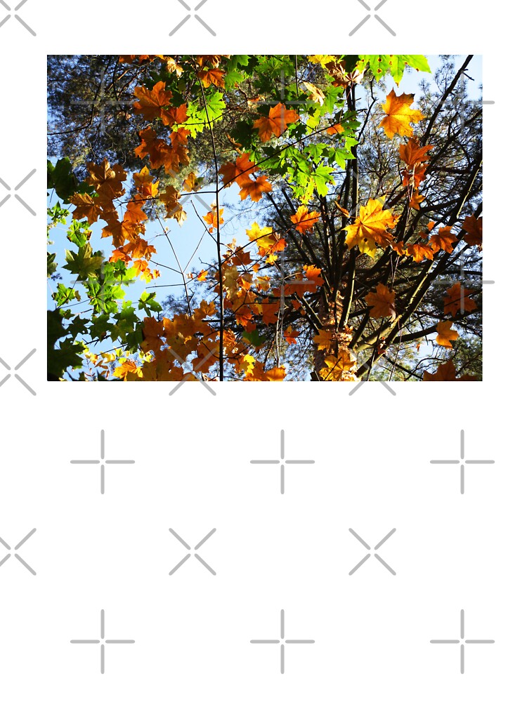 Bright autumn forest orange green leaves photography | autumnal woods photography by lausn