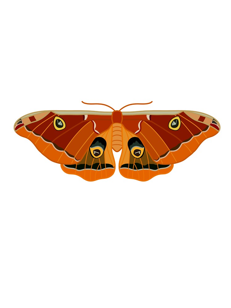 Polyphemus Moth by esther-hartopp