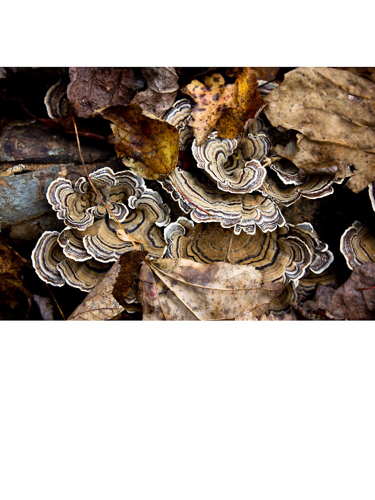Turkey Tail by lanettesart
