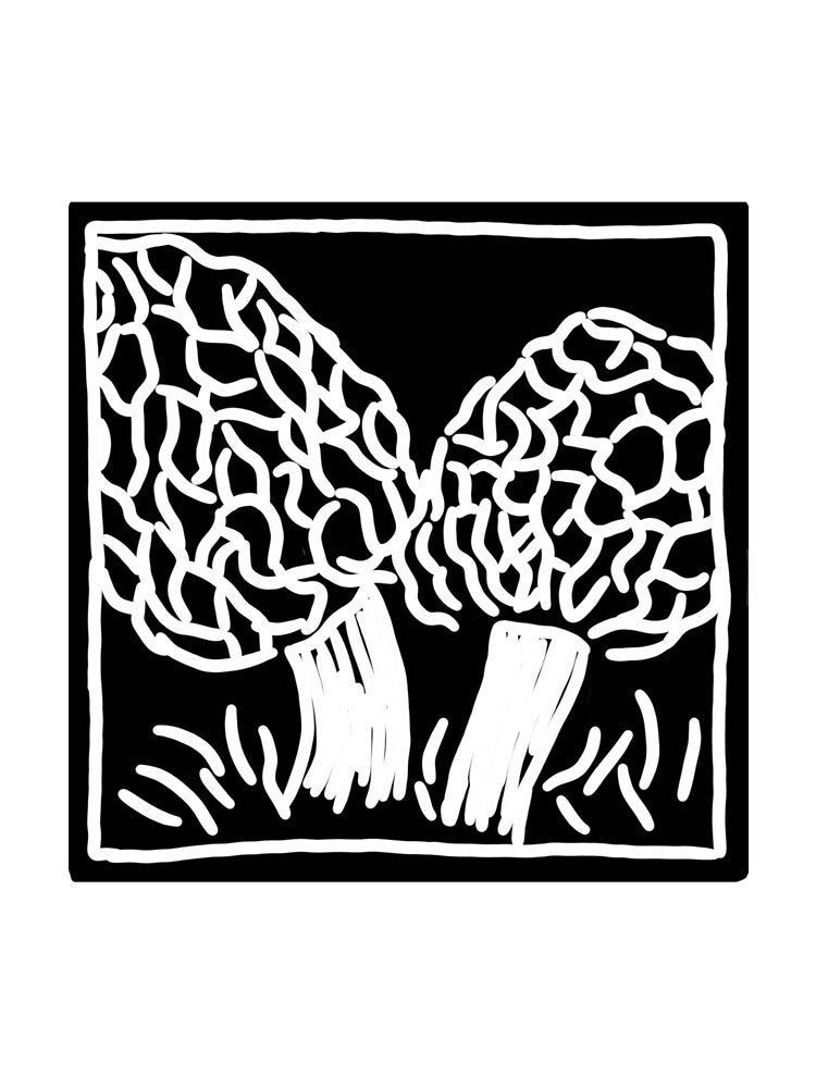 Morel Mushrooms by marjamjelly