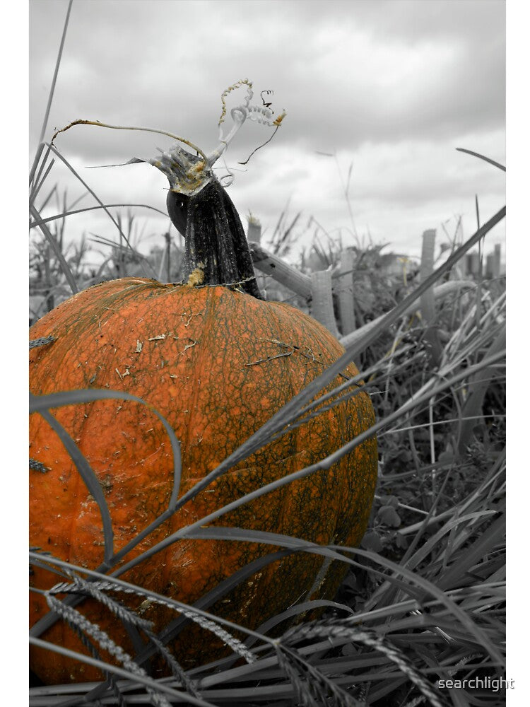 Pumpkin Patch by searchlight